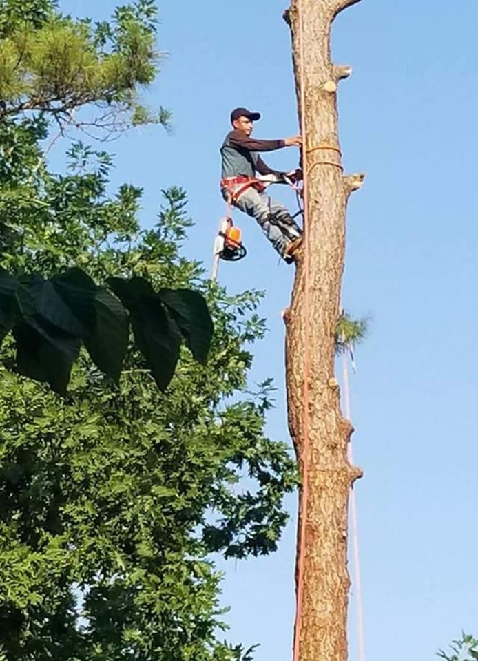 Tree Trimming Cumming GA